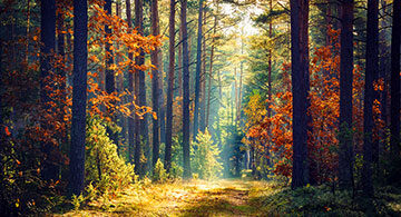 Nature Perishes: Grace Is Eternal.